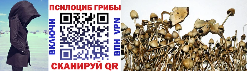 наркошоп  Котовск  Галлюциногенные грибы Psilocybe 